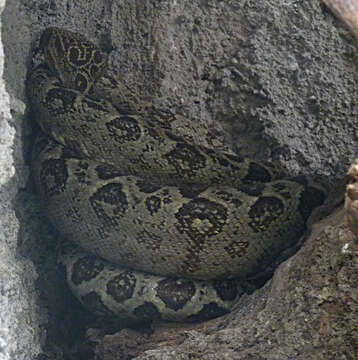 Image of Amazon Tree Boa