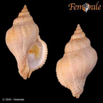 Image of dog whelks