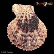 Image of Caribachlamys T. R. Waller 1993