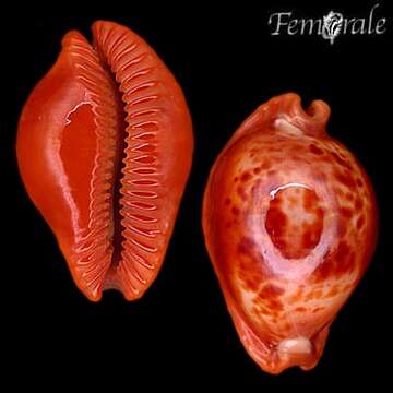 Image of Propustularia Schilder 1927