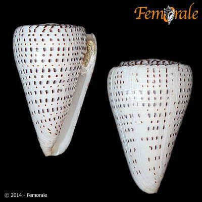 Image of cone snails