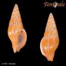 Mitrella eximia (Reeve 1846)的圖片