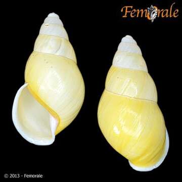 Image de <i>Amphidromus inconstans</i> Fulton 1898