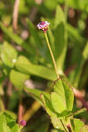 Image of Frog Fruit