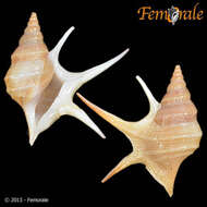 Image of pelican's foot shells