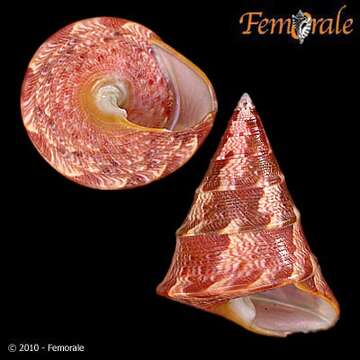 Image of Odontotrochus P. Fischer 1879