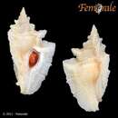 Imagem de Pterochelus triformis (Reeve 1845)