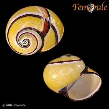 Image of Painted snail