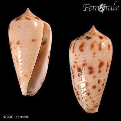 Image of Conus solomonensis Delsaerdt 1992