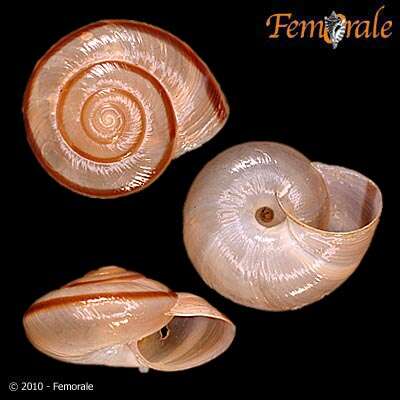 Imagem de Helminthoglyptidae