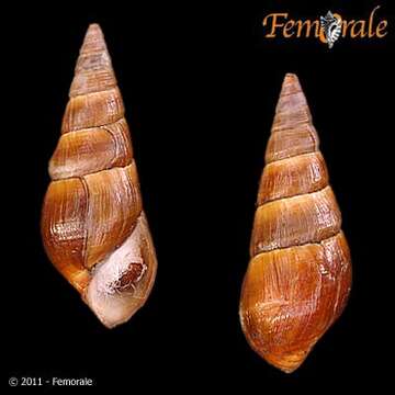 Слика од Pleuroceridae