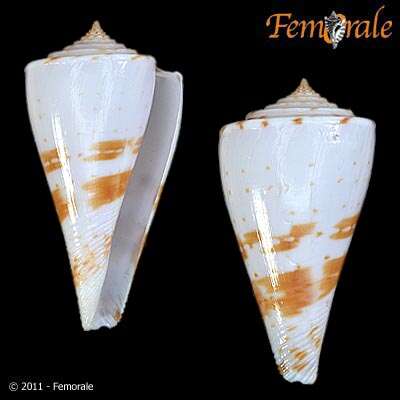 Image of Conasprella Thiele 1929