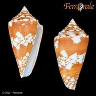 Conus amadis Gmelin 1791的圖片