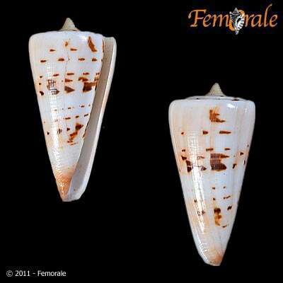 Image of cone snails