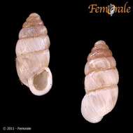 صورة Buliminidae