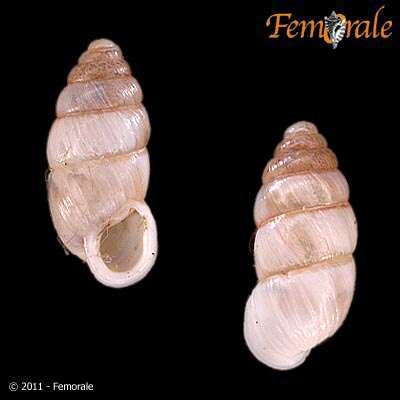 صورة Buliminidae