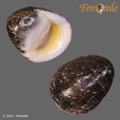 Image of polished nerite