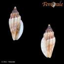 Eucithara pusilla (Pease 1860)的圖片