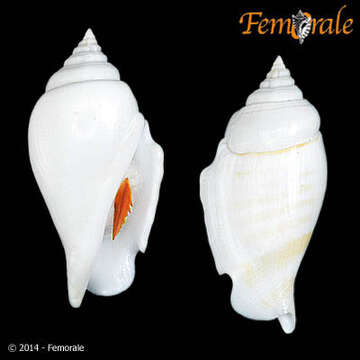 Image de <i>Strombus gibberulus gibbosus</i> (Roding 1798)