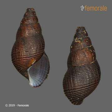 Image de unclassified Gastropoda