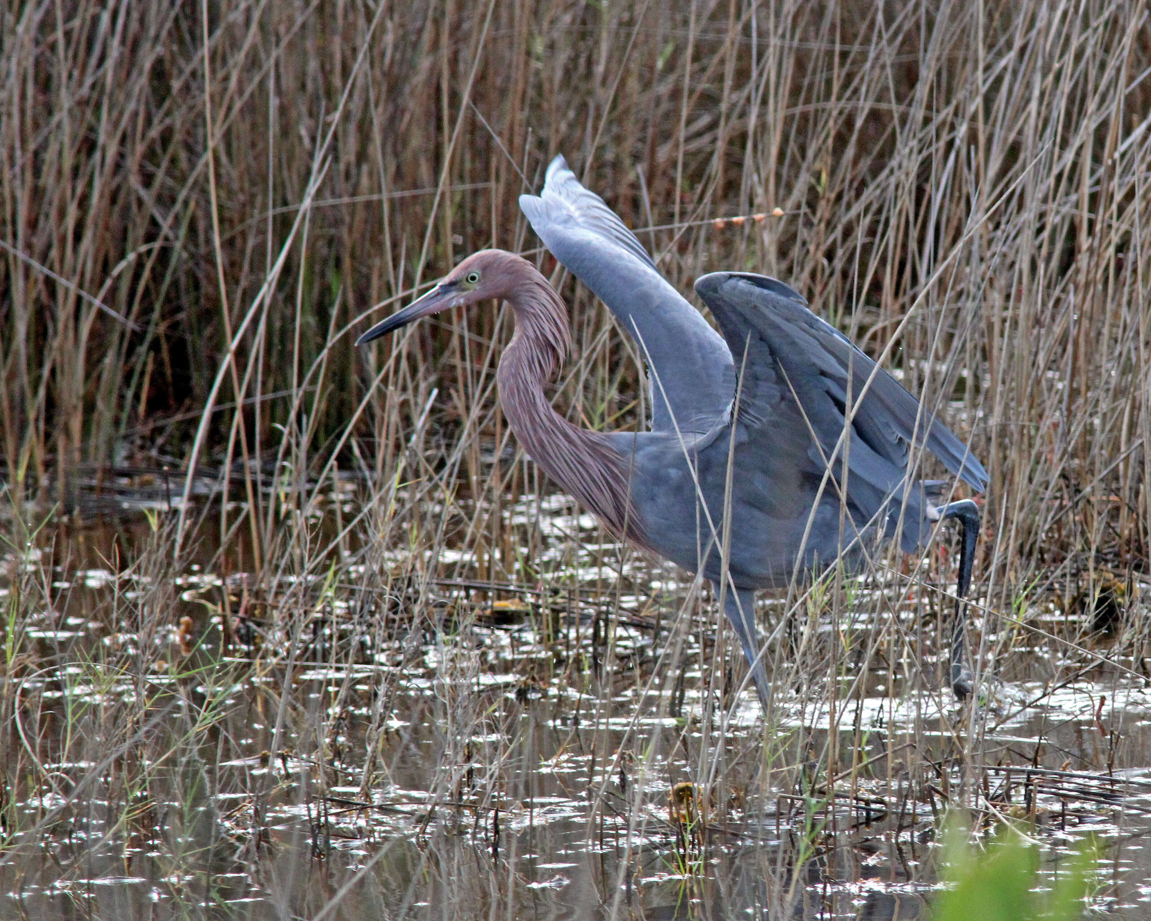 Image de Aigrette roussâtre