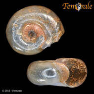 Image of ramshorn snails