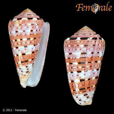 Image of cone snails