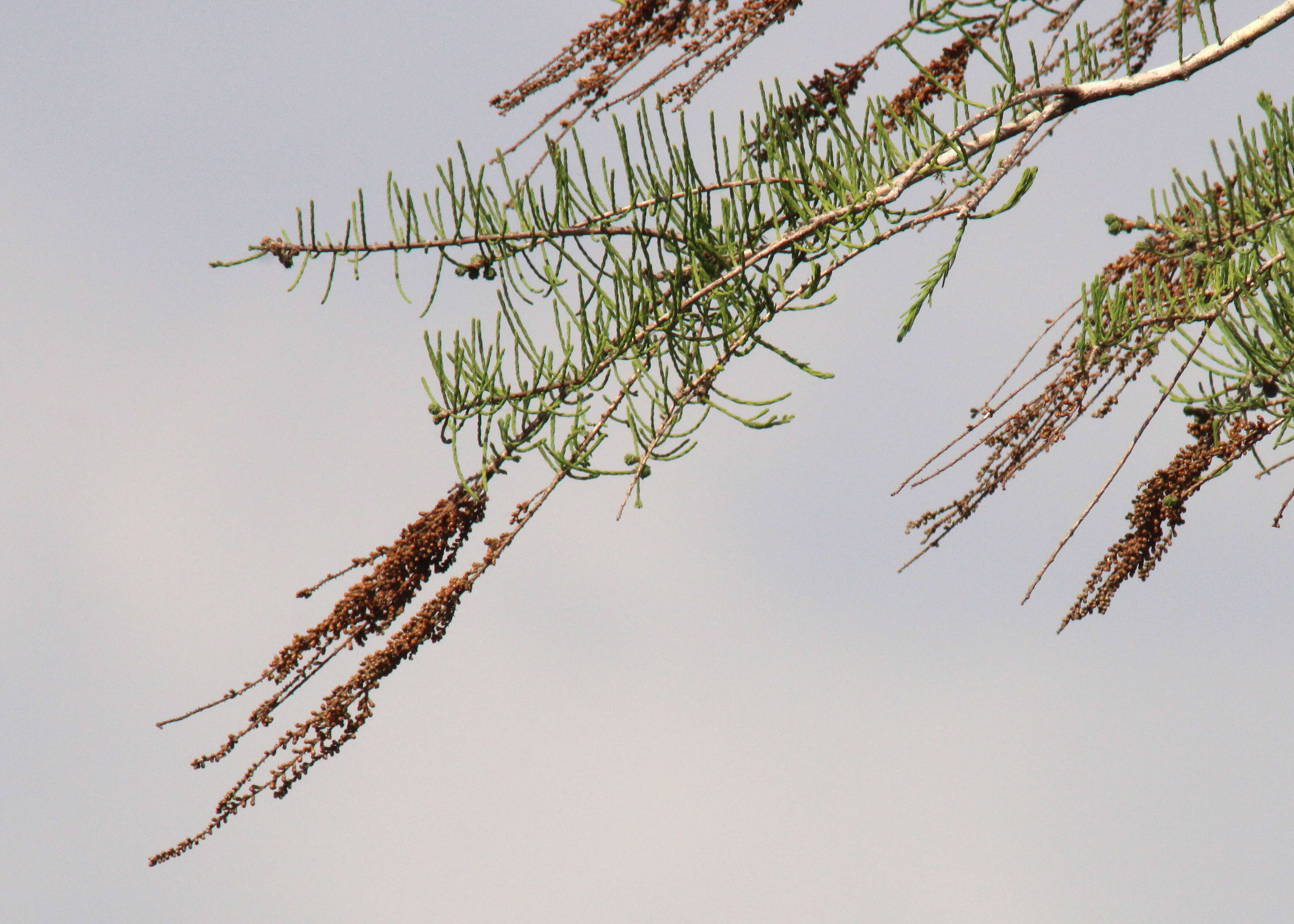 Imagem de Taxodium distichum var. imbricarium (Nutt.) Sarg.