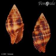 Image of Turbinelloidea Rafinesque 1815