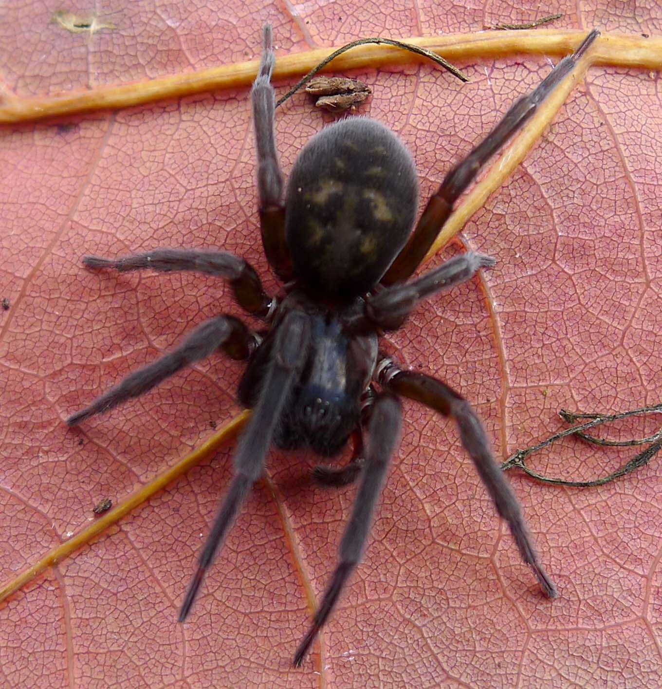 Image of Black lace-weaver