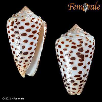 Image of cone snails