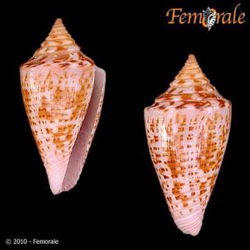 Image of Conus philippii Kiener 1847