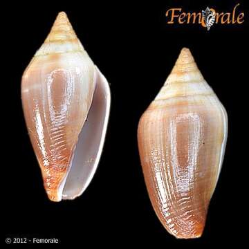 Sivun Imbricariopsis Fedosov, Herrmann, Kantor & Bouchet 2018 kuva