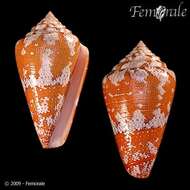 Image of cone snails