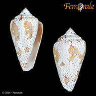 Image of cone snails