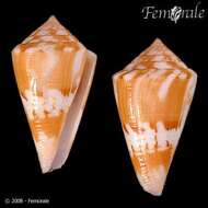 Image of cone snails