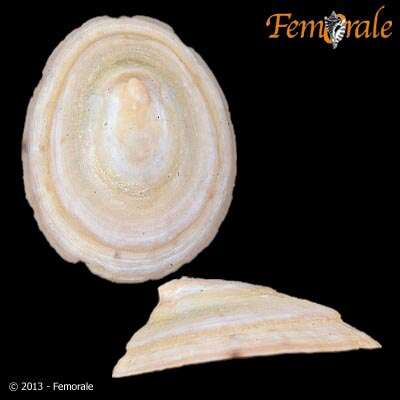 Image of Nacellidae Thiele 1891