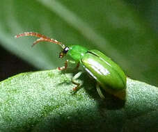 Plancia ëd Diabrotica decempunctata