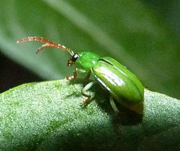 Plancia ëd Diabrotica decempunctata