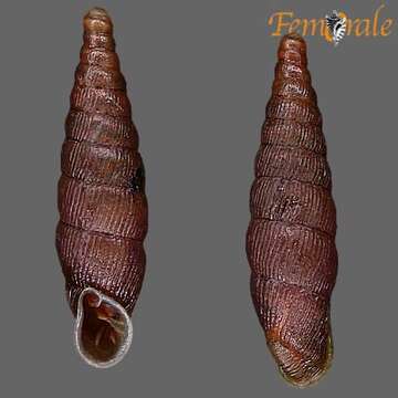 Imagem de Clausilia Draparnaud 1805