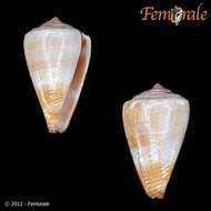 Image of Conus roeckeli Rolán 1980