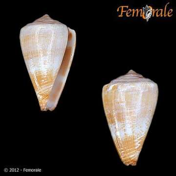 Image de Conus roeckeli Rolán 1980