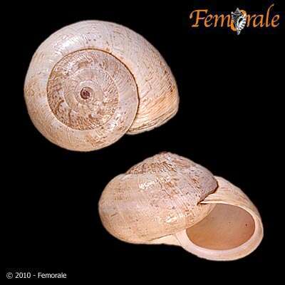 Image of Helicellidae