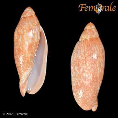 Image of Volutoconus Crosse 1871
