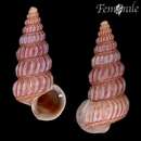 Image of costate hornsnail