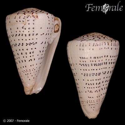 Image of cone snails