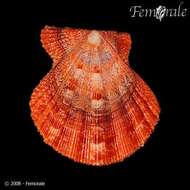 Image of Nodipecten Dall 1898