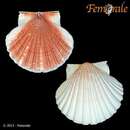 Imagem de Pecten fumatus Reeve 1852