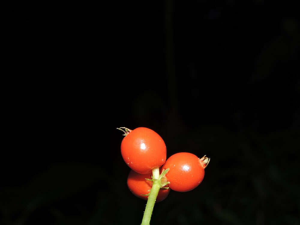 Image of Geophila cordifolia Miq.