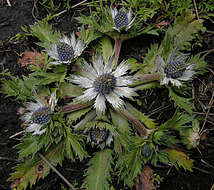 Image de Eryngium carlinae Delar.